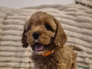 Cavapoo dogs Beautiful F1 Cavapoo puppies - Advert 13
