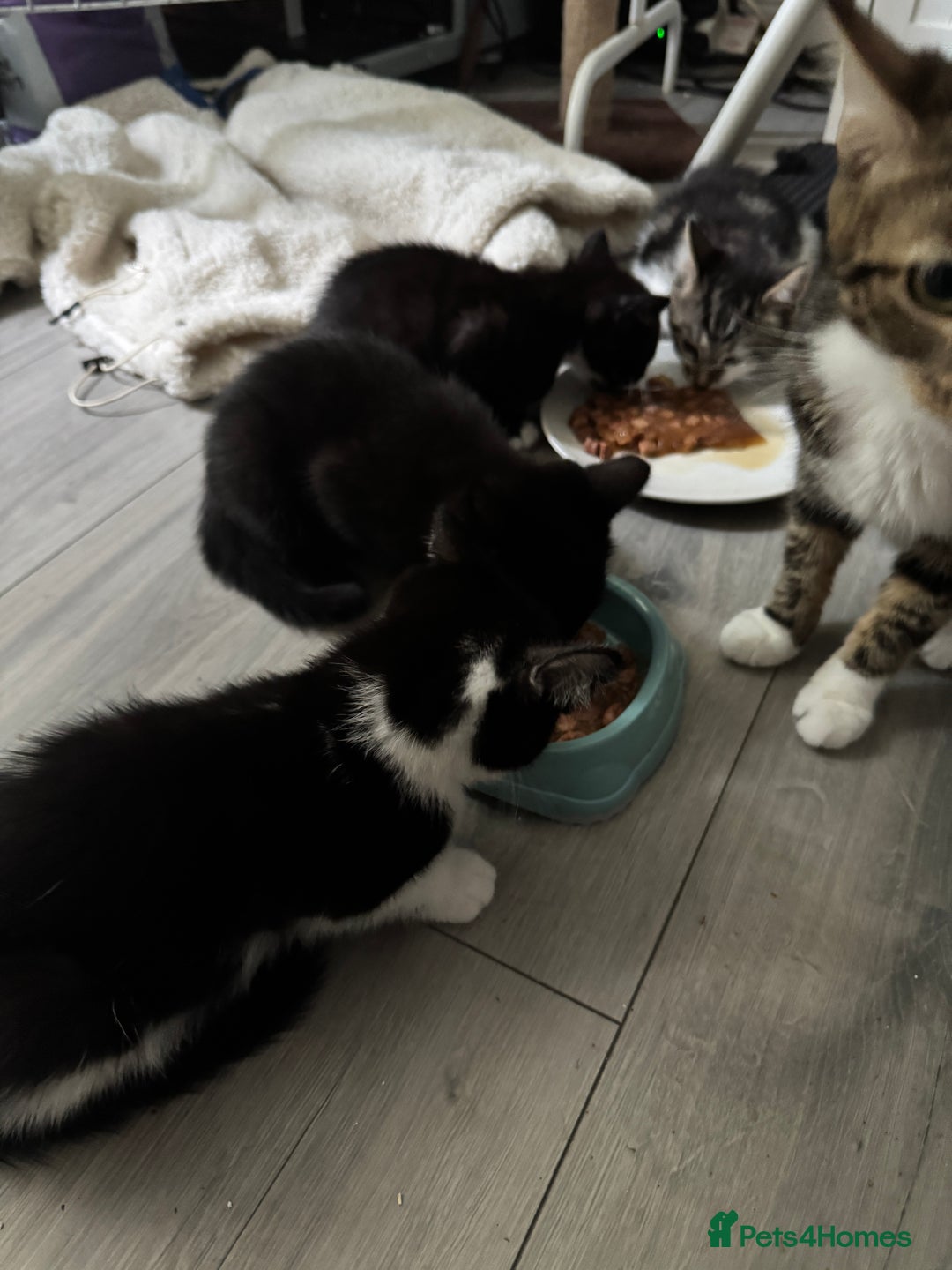 British Shorthair cats for sale: Kittens Ready to go  - Image 1