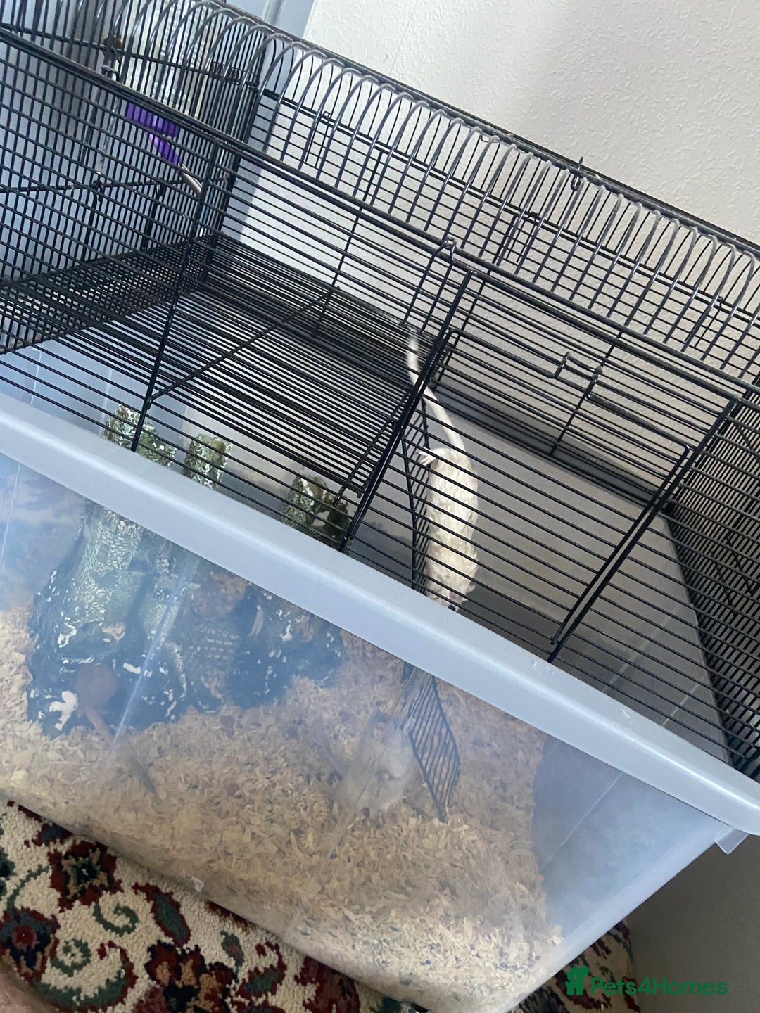 Gerbil rodents for sale: 5 male gerbals with cage for sale  - Image 8