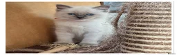 Ragdoll cats for sale: 4 Stunning male pure ragdoll kittens  - Advert 8
