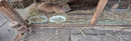 Mixed Breed rabbits for sale: Bonded pair male rabbits - Advert 4