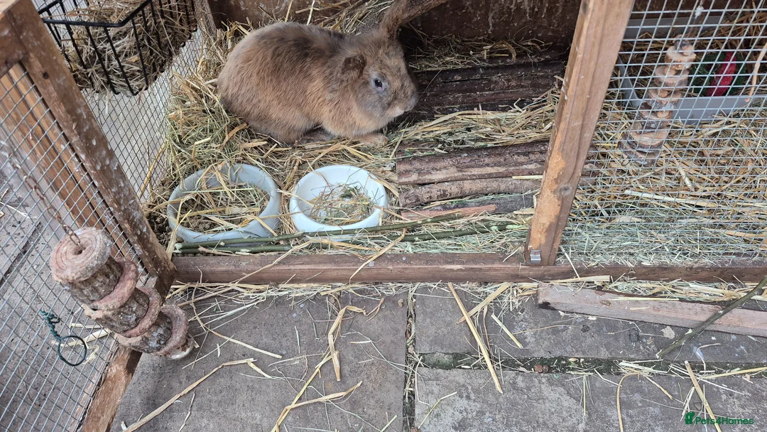 Mixed Breed rabbits for sale: Bonded pair male rabbits - Advert 4