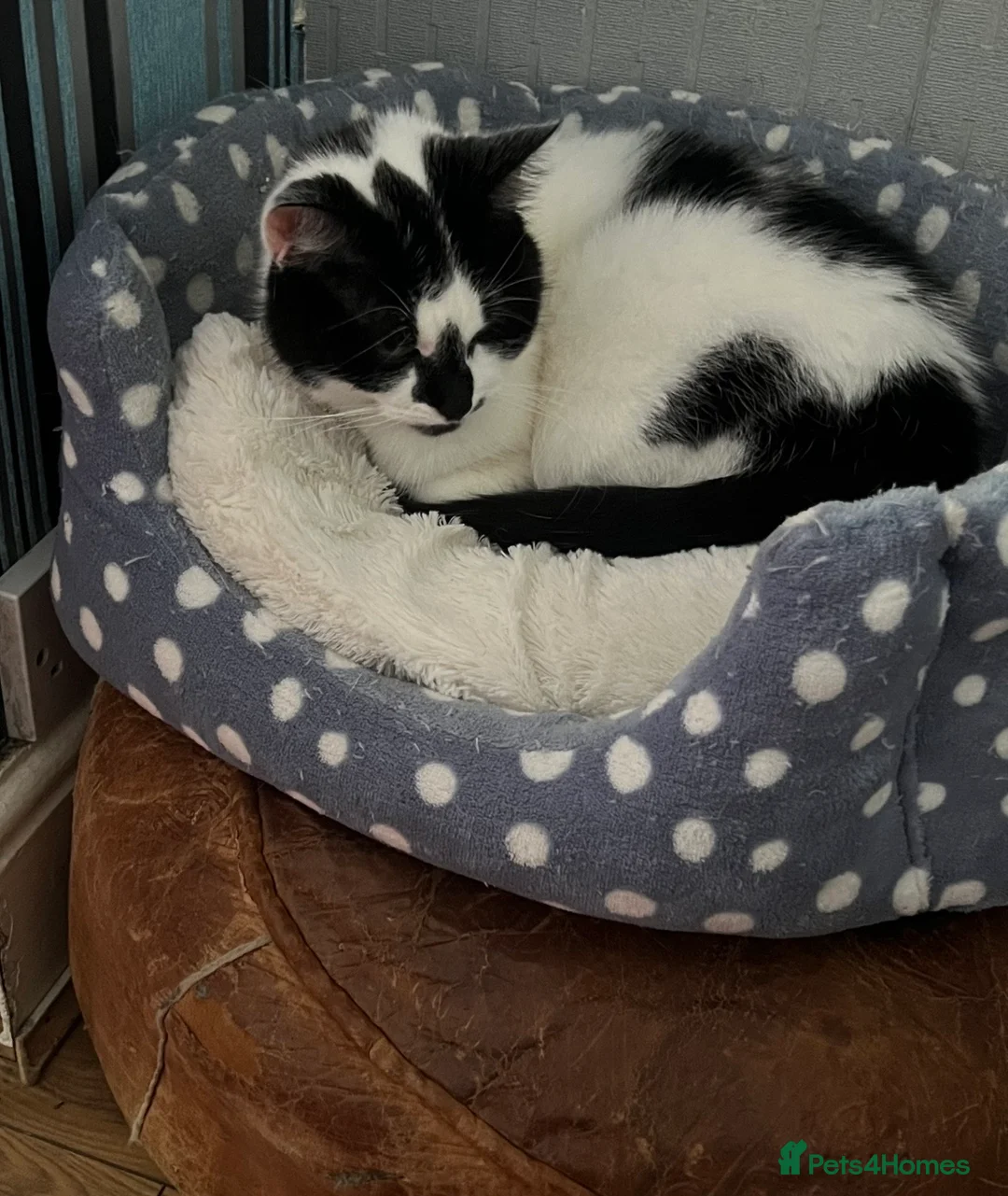 Mixed Breed cats for sale: Beautiful Cat- Rehoming  - Advert 11