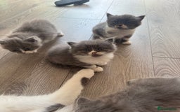 British Longhair cats for sale: Beautiful British long hair kittens  - Image 5