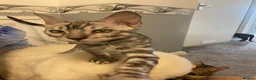 Bengal cats for sale: 🐾 BEAUTIFUL TICA REGISTERED BENGAL  – READY NOW  - Advert 13