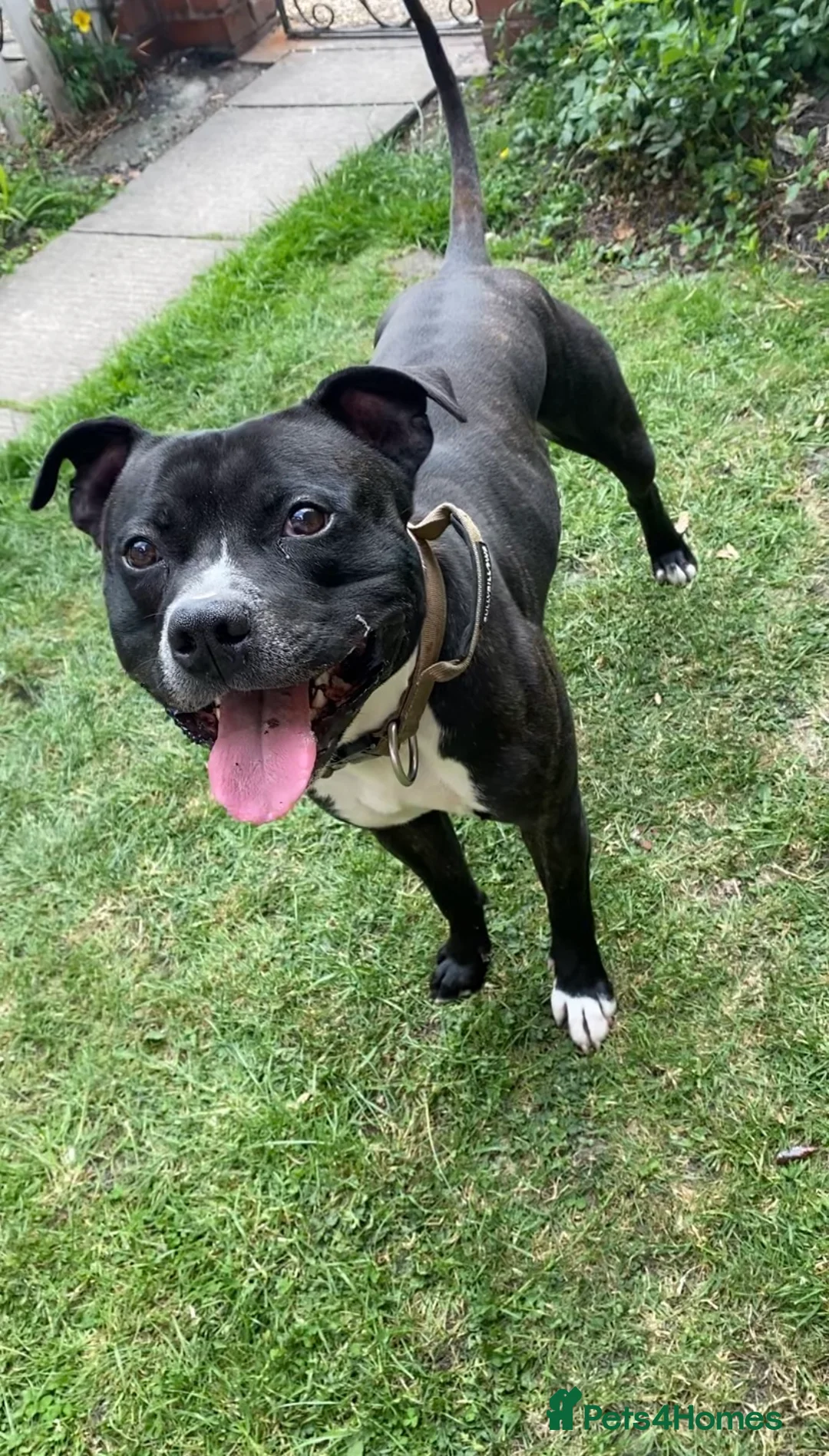 Staffordshire Bull Terrier dogs for stud: Staffy for stud in Alfreton - Advert 2