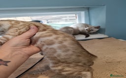 Bengal cats for sale: Tica RG Blue silver snows - Image 12