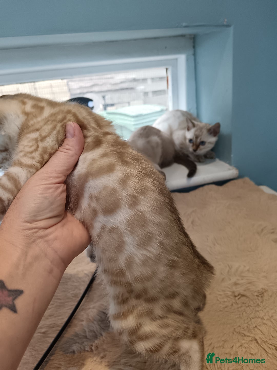 Bengal cats for sale: Tica RG Blue silver snows - Image 12