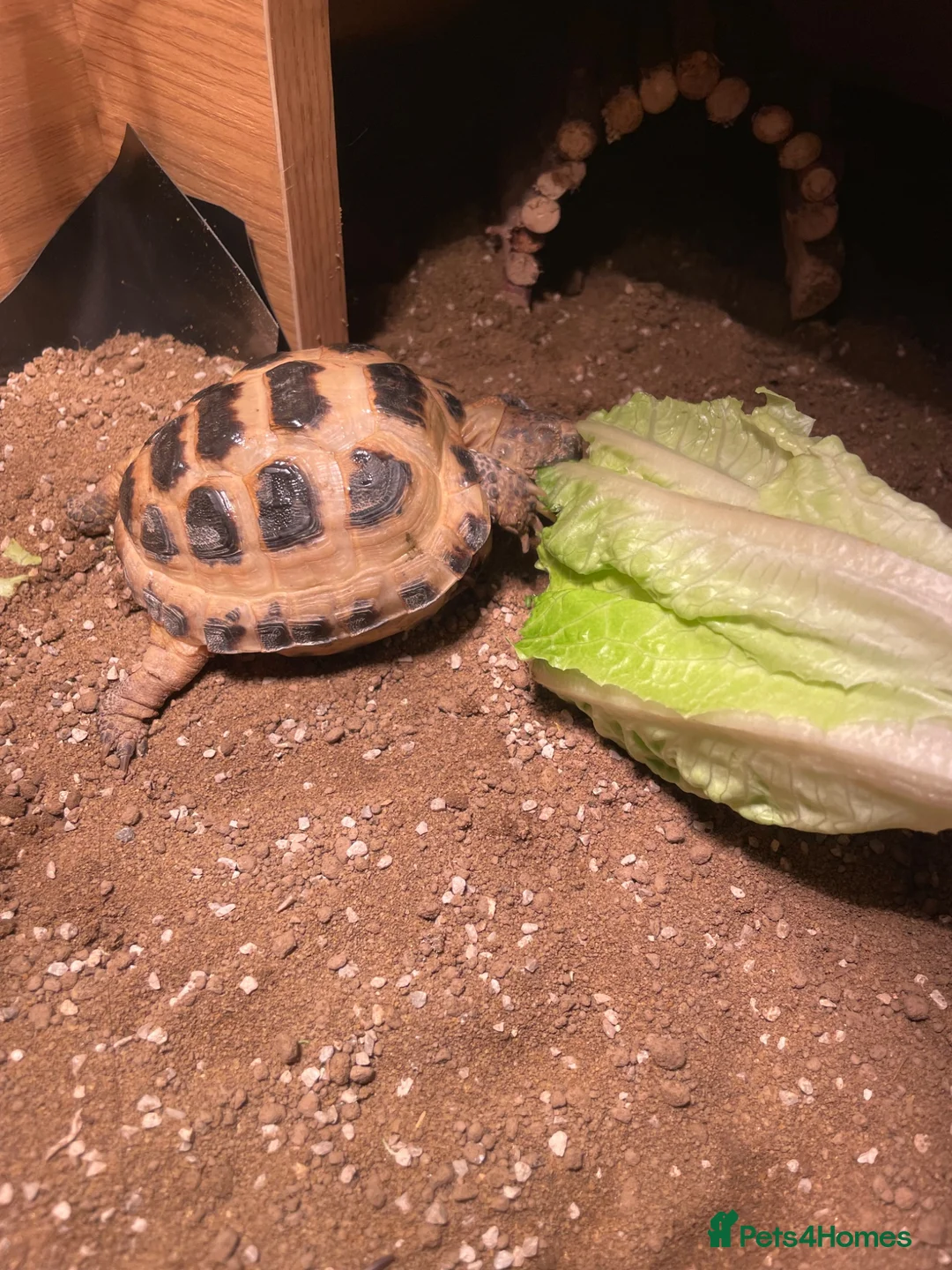 Tortoise reptiles for sale: Horsefeild Tortoise also know as russian tortoise  in Mansfield - Advert 2