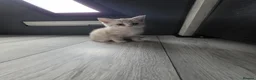 Mixed Breed cats for sale: Kittens available  - Advert 15