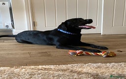 Labrador Retriever dogs for sale: Handsome Reggie needs forever family - Image 3