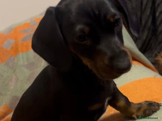 Dachshund dogs STUNNING KC REG LITTER STANDARD DACHSHUNDS - Advert 3