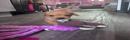 Labrador Retriever dogs for sale: 1 girl left…Beautiful litter of Labrador puppies - Advert 30