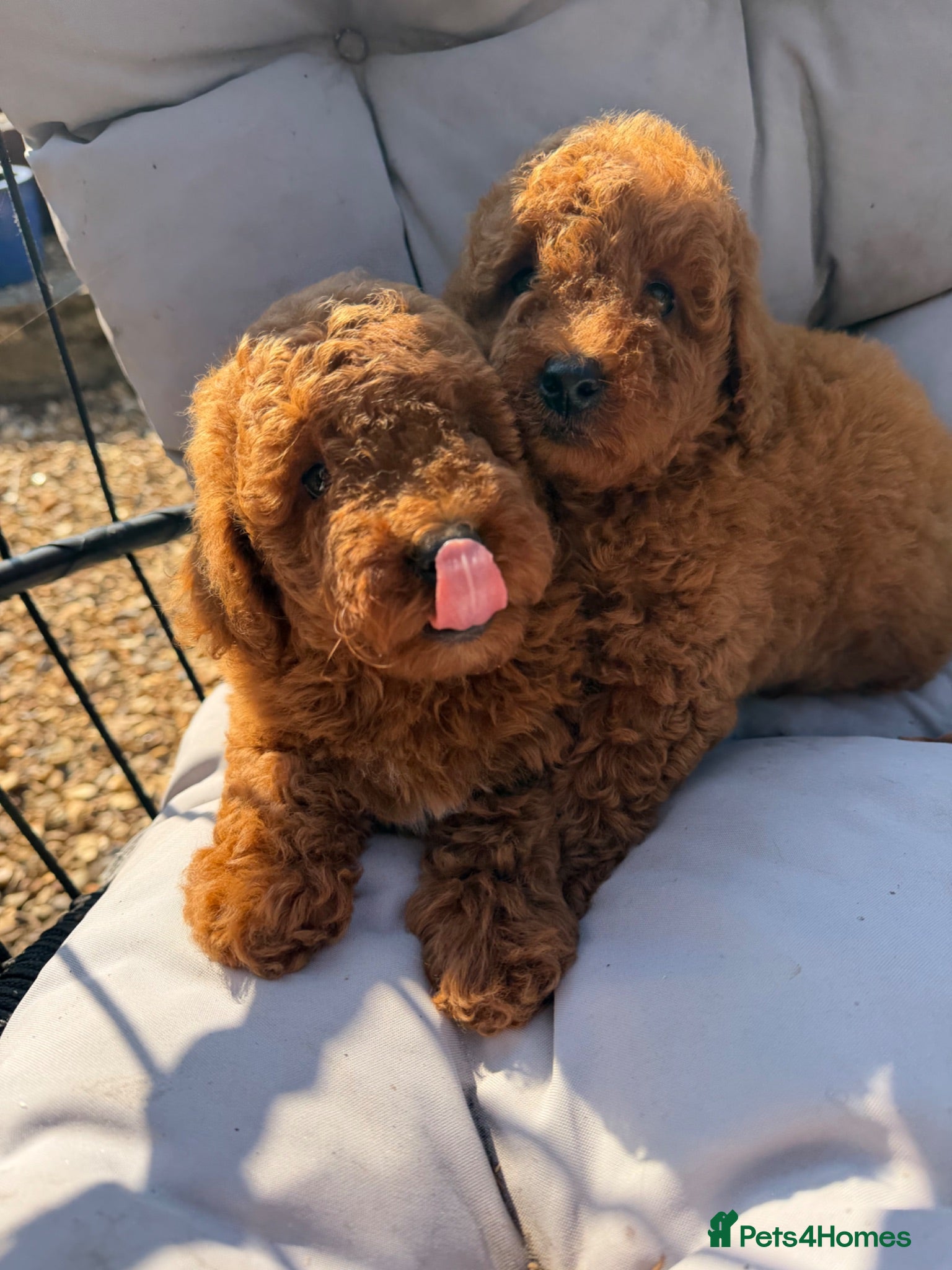 Poodle dogs Readyleave Toy/mini homebred red poodle pups male  - Advert 2