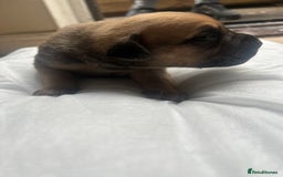 Mixed Breed dogs for sale: Doberman x cane corso  - Image 9
