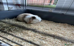 Harlequin rabbits for sale: Male Low Rufus rabbit  - Image 2