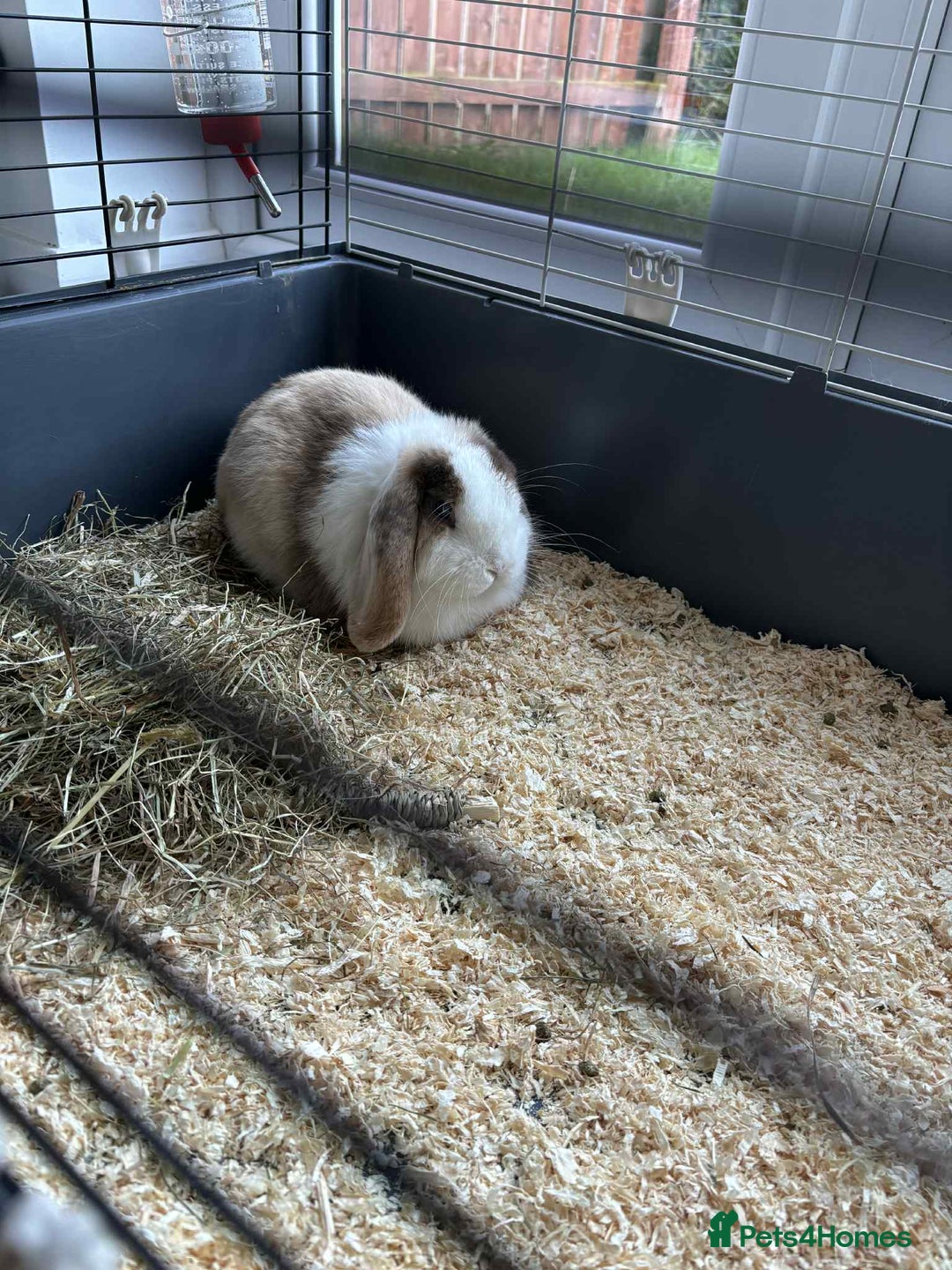 Harlequin rabbits for sale: Male Low Rufus rabbit  - Image 2