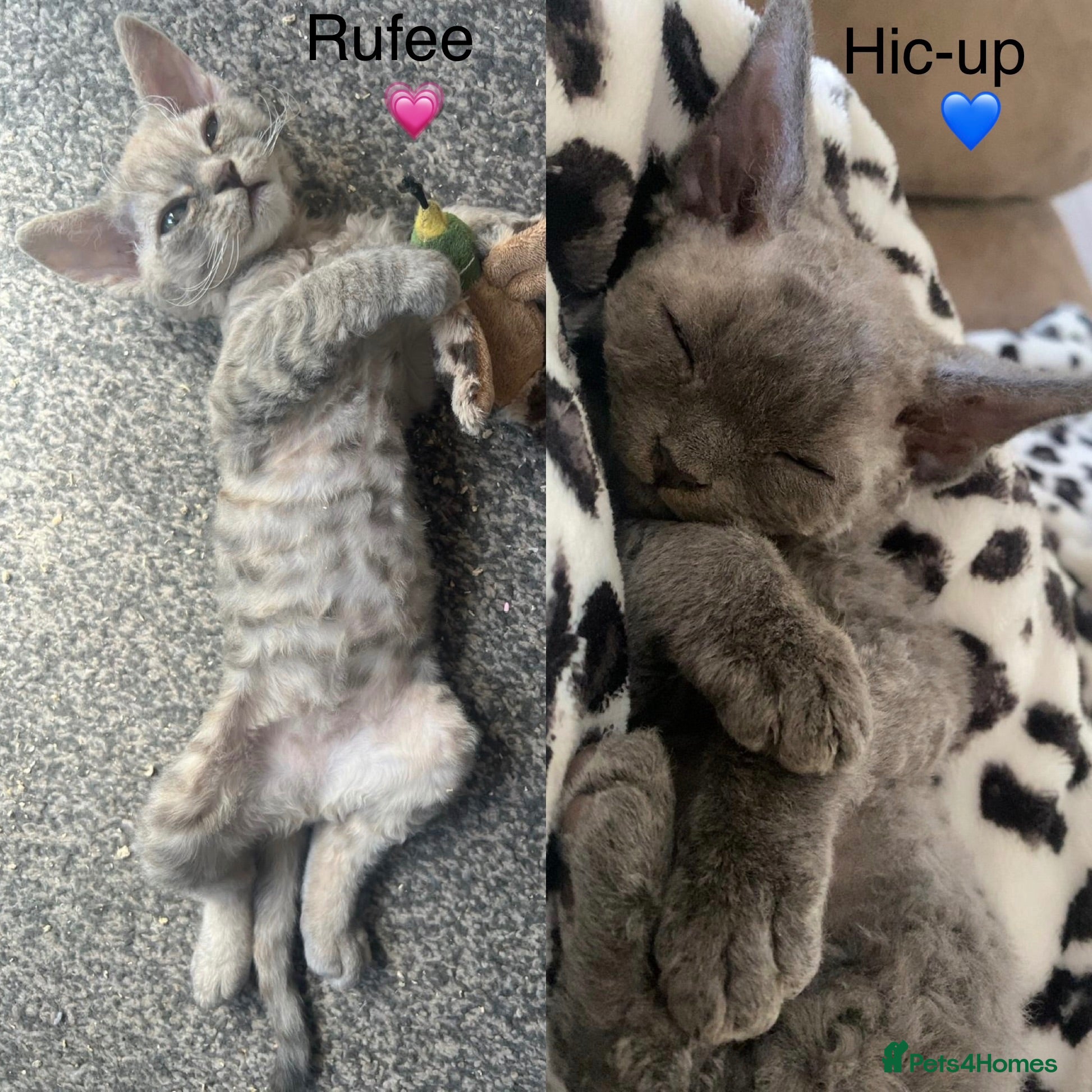 Devon Rex cats Outstanding kittens.  - Advert 7