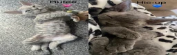 Devon Rex cats for sale: Outstanding kittens.  - Advert 1