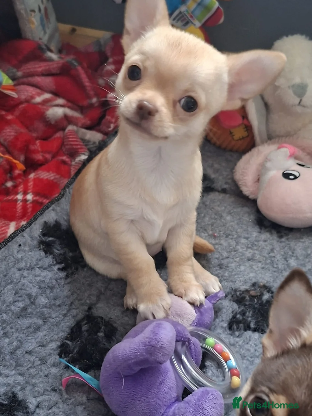 Chihuahua dogs for sale: * Ready now Chihuahua girl * - Advert 2