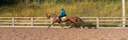 Irish Thoroughbred horses for sale: Fly 16.3hh Allrounder Gelding  in Shrewsbury - Advert 4