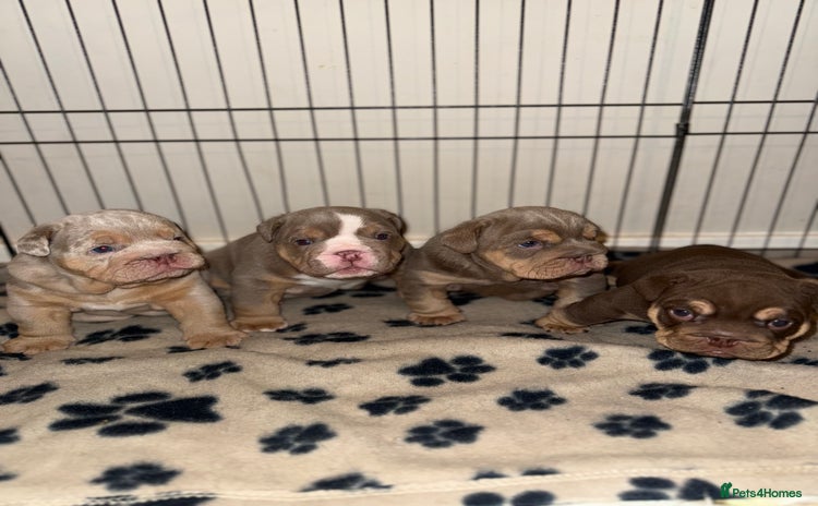 English Bulldog dogs Stunning English Bulldog Puppies 🐾🐶 - Advert 3