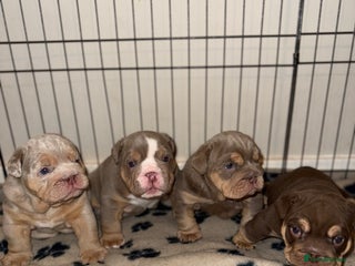 English Bulldog dogs Stunning English Bulldog Puppies 🐾🐶 - Advert 2