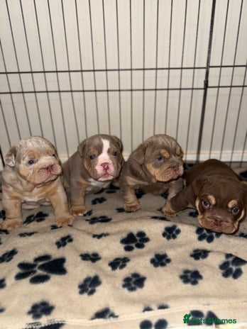 English Bulldog dogs Stunning English Bulldog Puppies 🐾🐶 - Advert 3