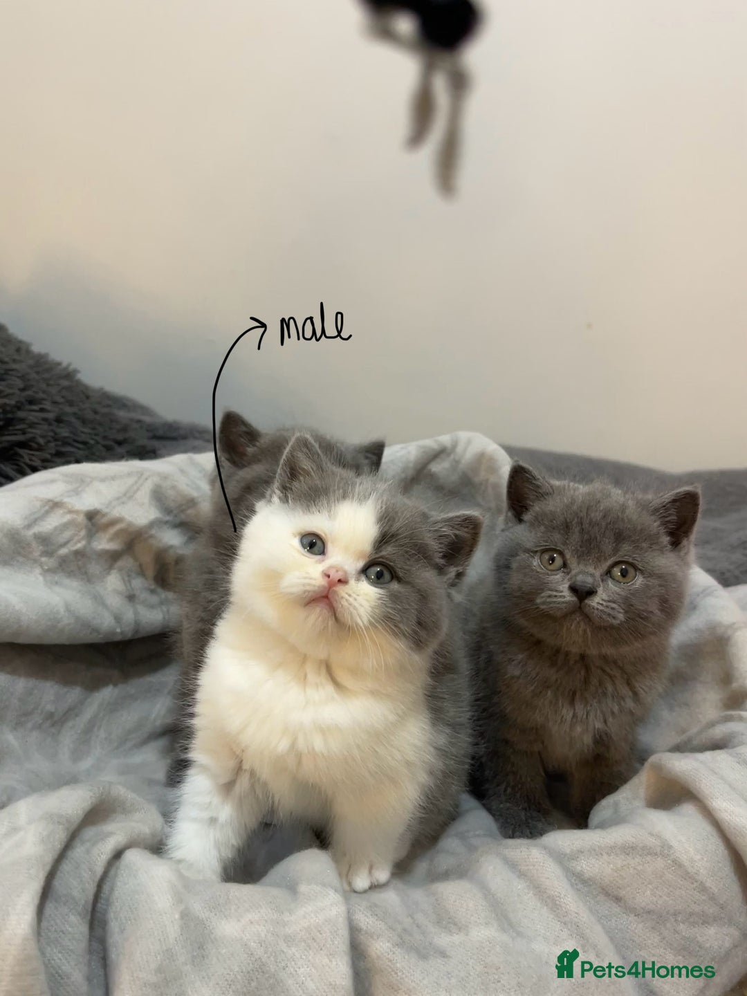 British Shorthair cats for sale: Beautiful British shorthair kittens 🐈  - Advert 13