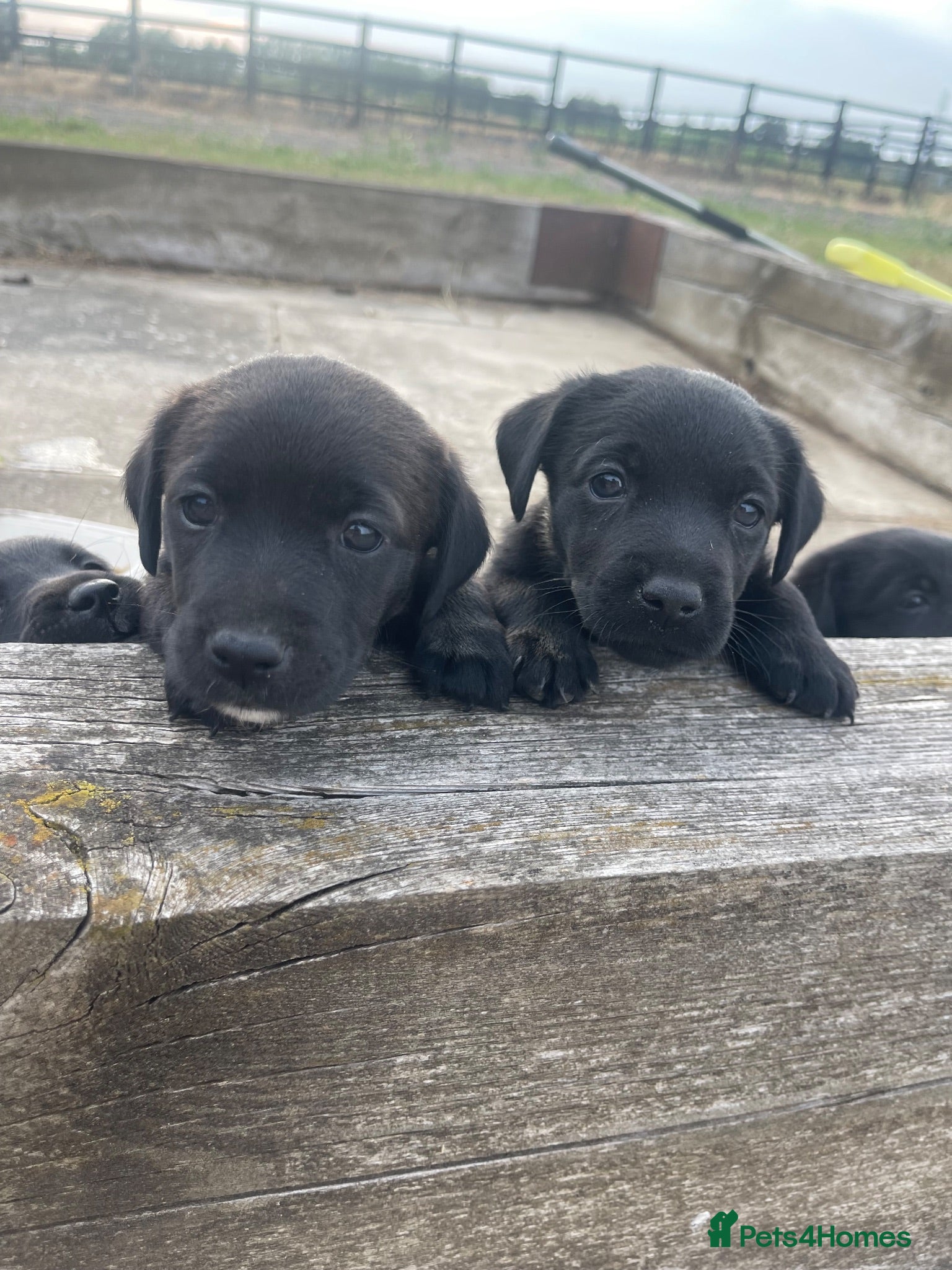Mixed Breed dogs Gorgeous litter of jackadors  - Advert 2