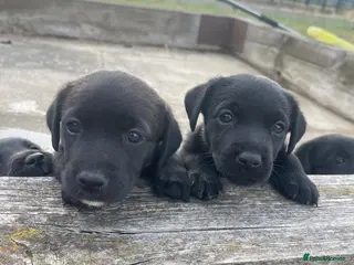Mixed Breed dogs Gorgeous litter of jackadors - Advert 2
