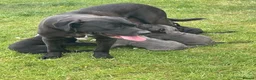 Cane Corso dogs for sale: Uk founder of the CANE CORSO - Advert 10