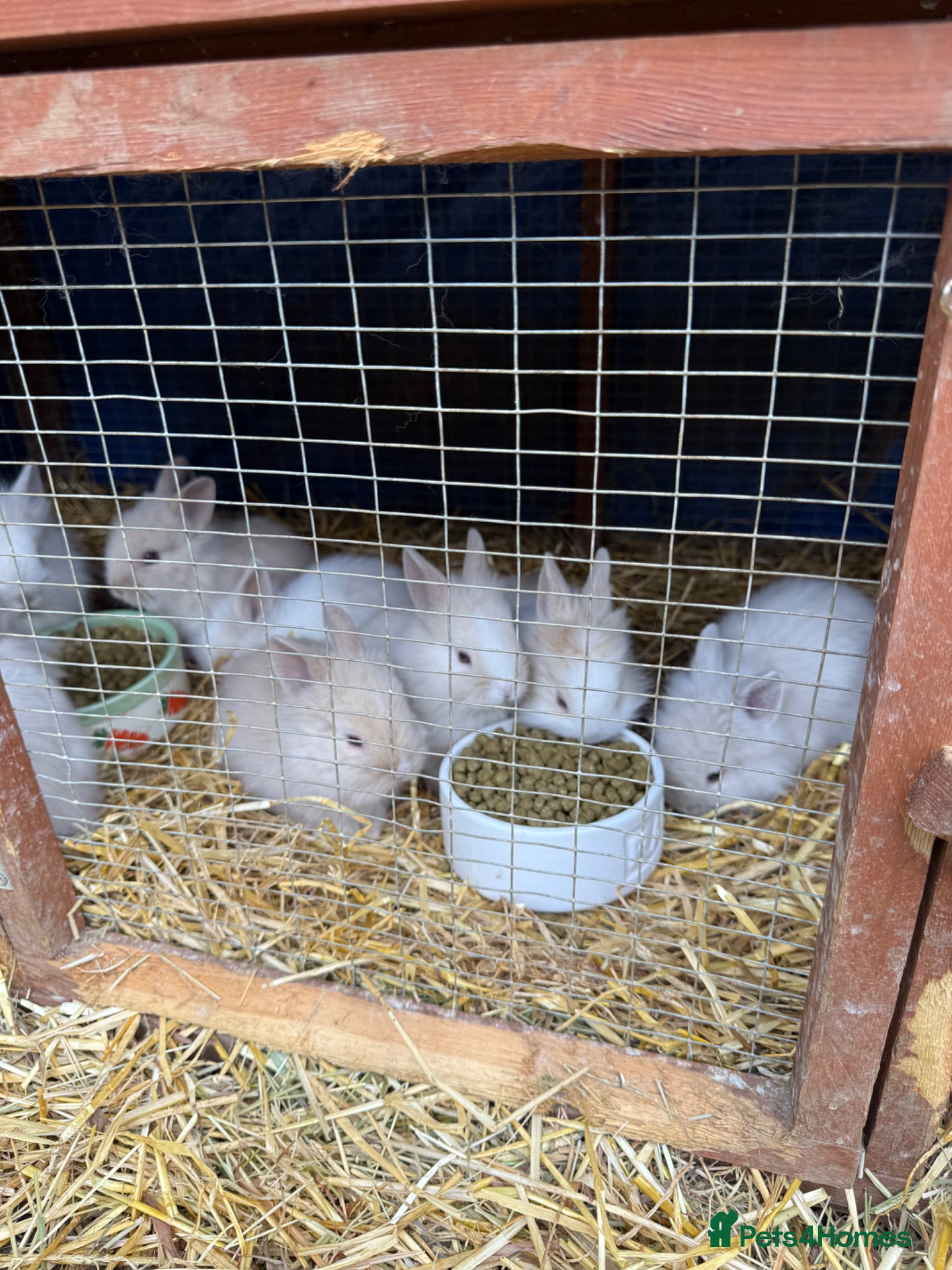 Lionhead rabbits for sale: 9x gorgeous fluffy lionhead bunnies  - Advert 1