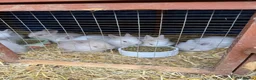 Lionhead rabbits for sale: 9x gorgeous fluffy lionhead bunnies  - Advert 1
