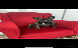 French Bulldog dogs for sale: New Home for Betty & Hugo - Image 4