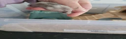 Mouse rodents for sale: Mice for sale  - Advert 5
