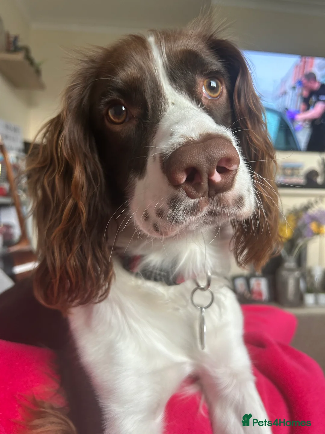 English Springer Spaniel dogs for sale: English Springer Spaniel - Advert 4