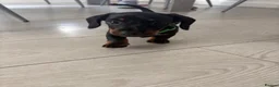 Miniature Dachshund dogs for sale: Beautiful miniature dachshund puppies  - Advert 7
