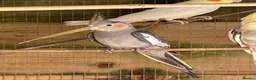 Cockatiels birds for sale: Cockatiels 9 weeks old  - Advert 3
