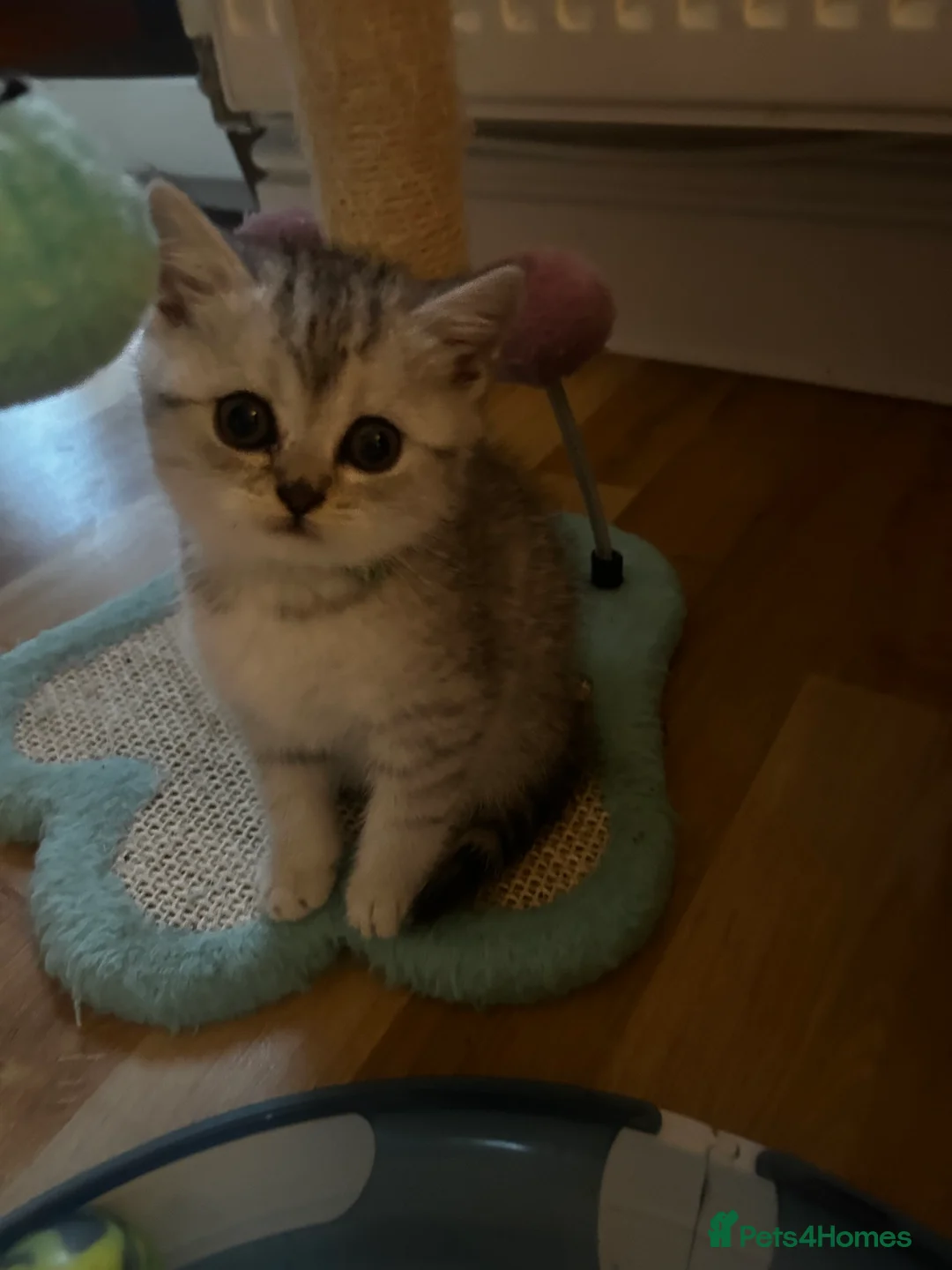 British Shorthair cats for sale: GCCF recommended breeder kittens BSH  - Advert 4