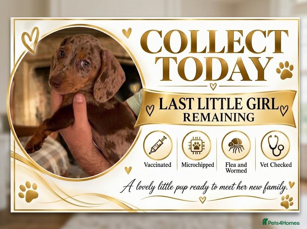 Miniature Dachshund dogs KC Reg Mini Dachshund Puppies Ready Now (Walsall) - Advert 1