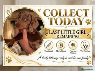 Miniature Dachshund dogs KC Reg Mini Dachshund Puppies Ready Now (Walsall) - Advert 1