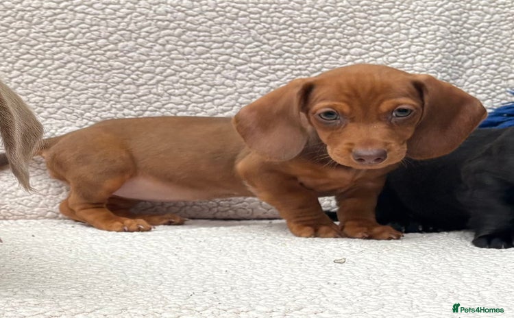 Dachshund dogs - Advert 4