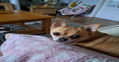 Chihuahua dogs - Advert 13