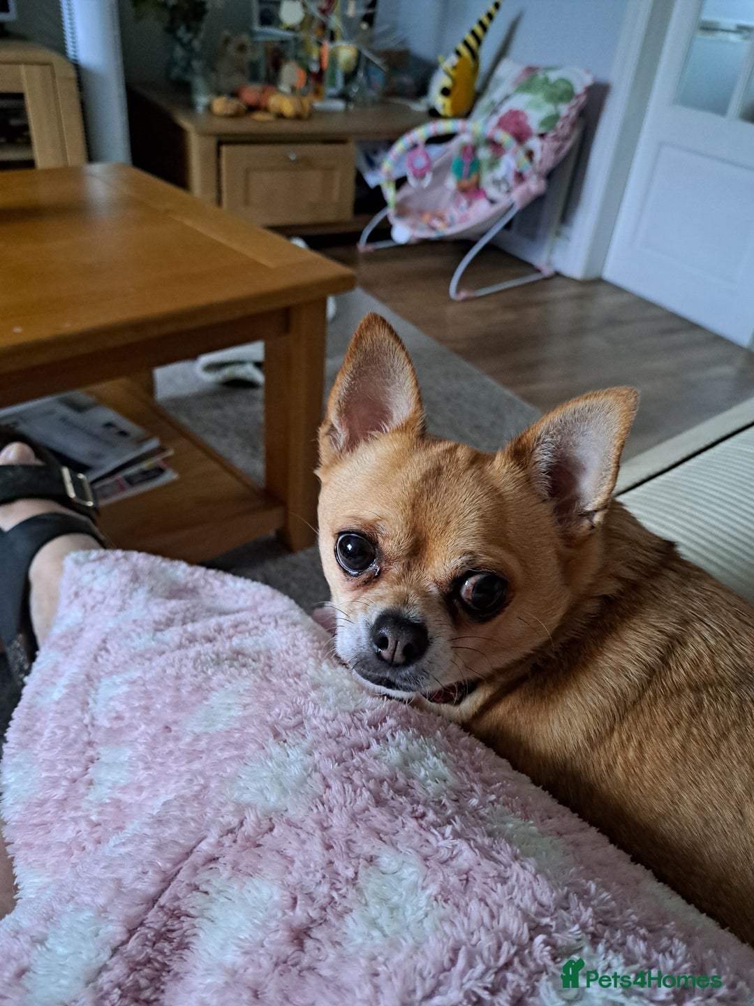 Chihuahua dogs for sale: Chihuahua neutered male - Image 3