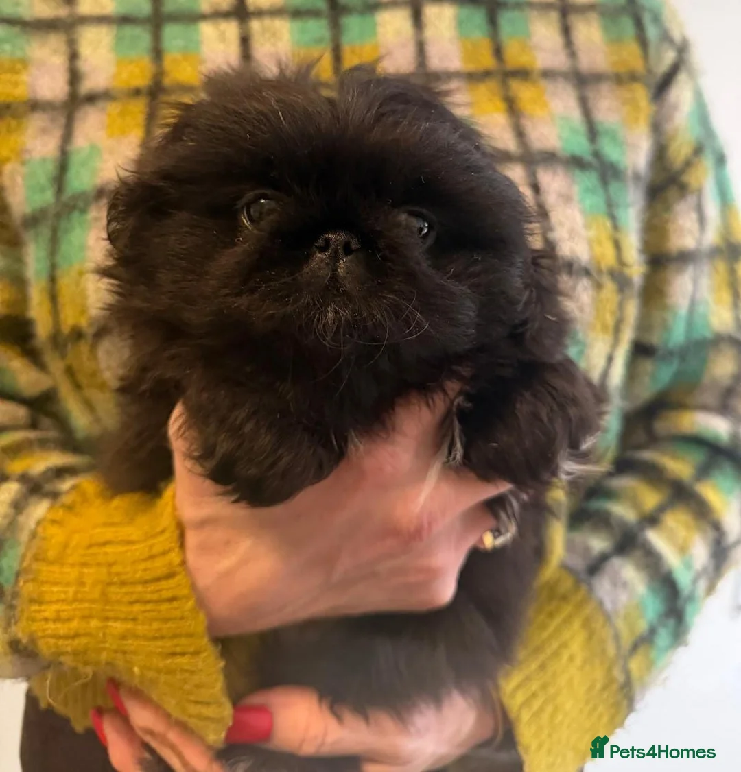 Pekingese dogs for sale: Two stunning female Pekingese black puppies - Advert 1