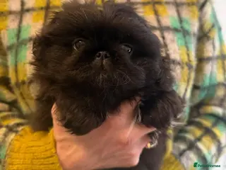 Pekingese dogs Two stunning female Pekingese black puppies - Advert 6