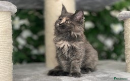 Maine Coon cats for sale: Tica DNA negative Maine Coon kittens  in Fordingbridge - Image 23