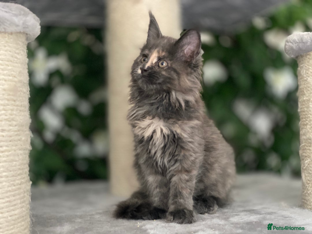 Maine Coon cats for sale: Tica DNA negative Maine Coon kittens  in Fordingbridge - Image 23
