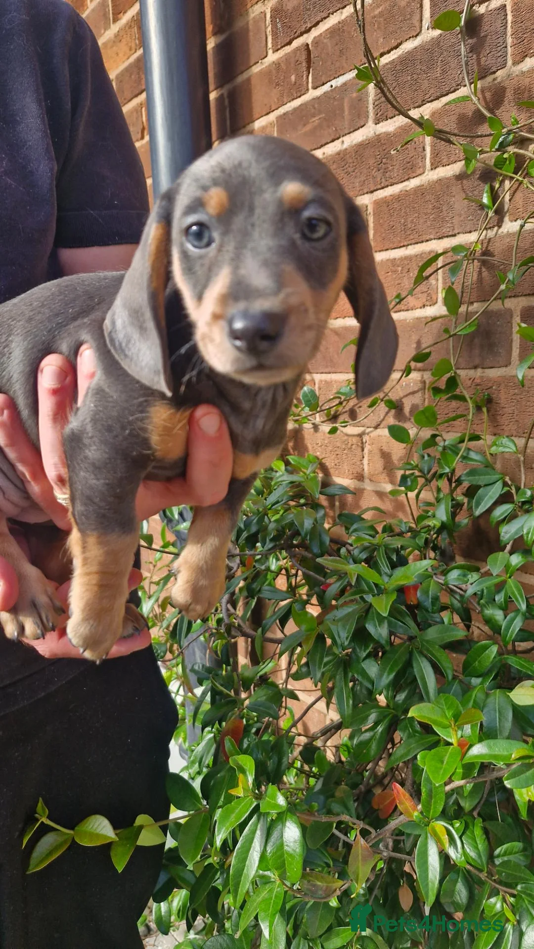 Dachshund dogs for sale: Beautiful dapple daschunds - Advert 2